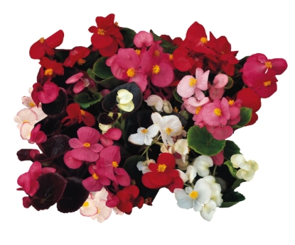 Picture of Begonia - President Mix Pellets F1